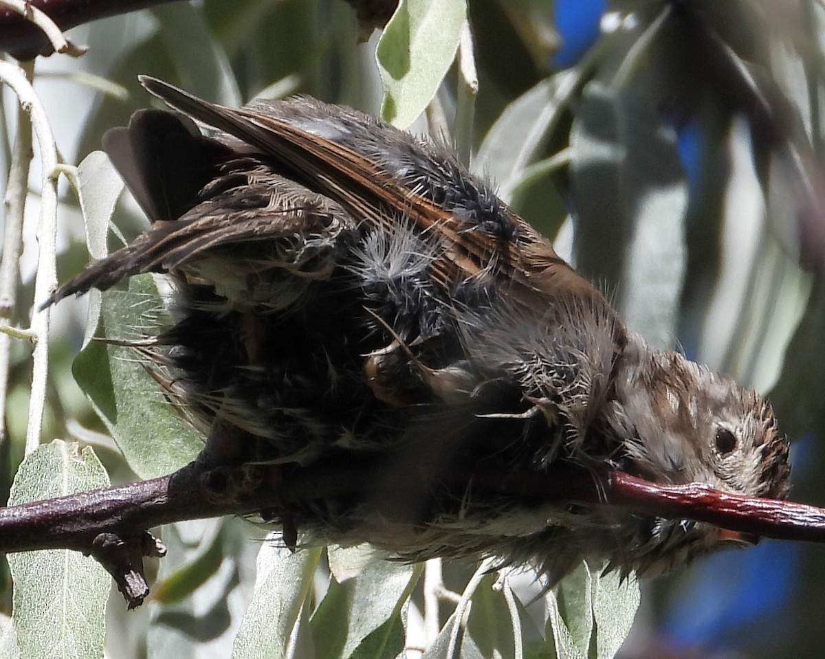 new world sparrow sp. - ML623823057