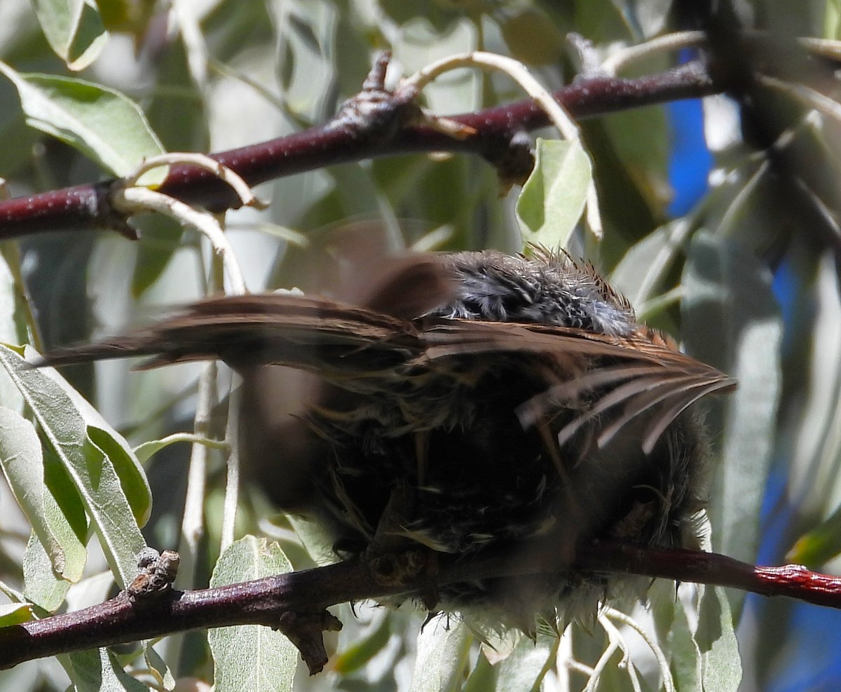 new world sparrow sp. - ML623823058