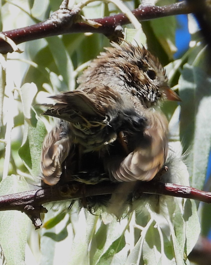 new world sparrow sp. - ML623823059