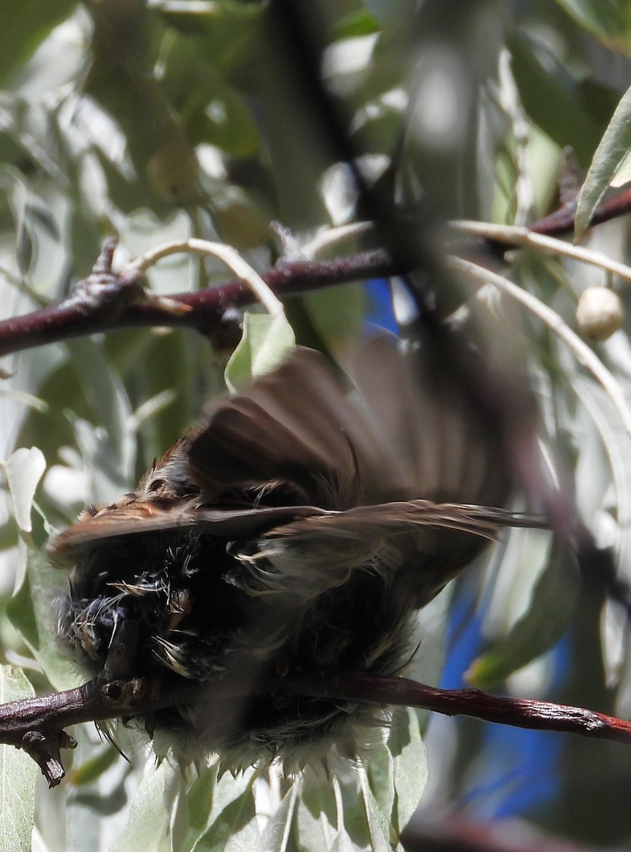 new world sparrow sp. - ML623823060