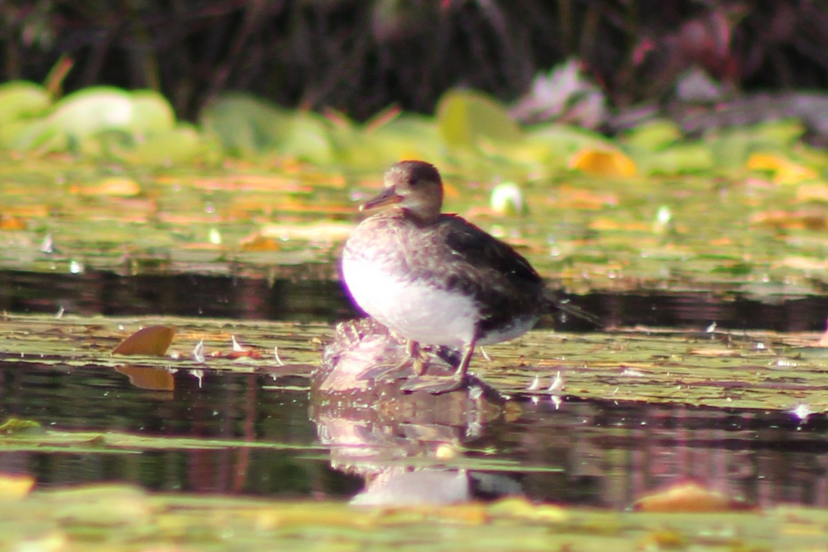 Hooded Merganser - ML623823091