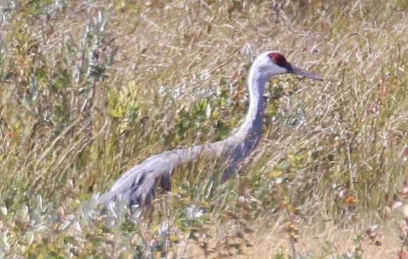 Sandhill Crane - ML623823104