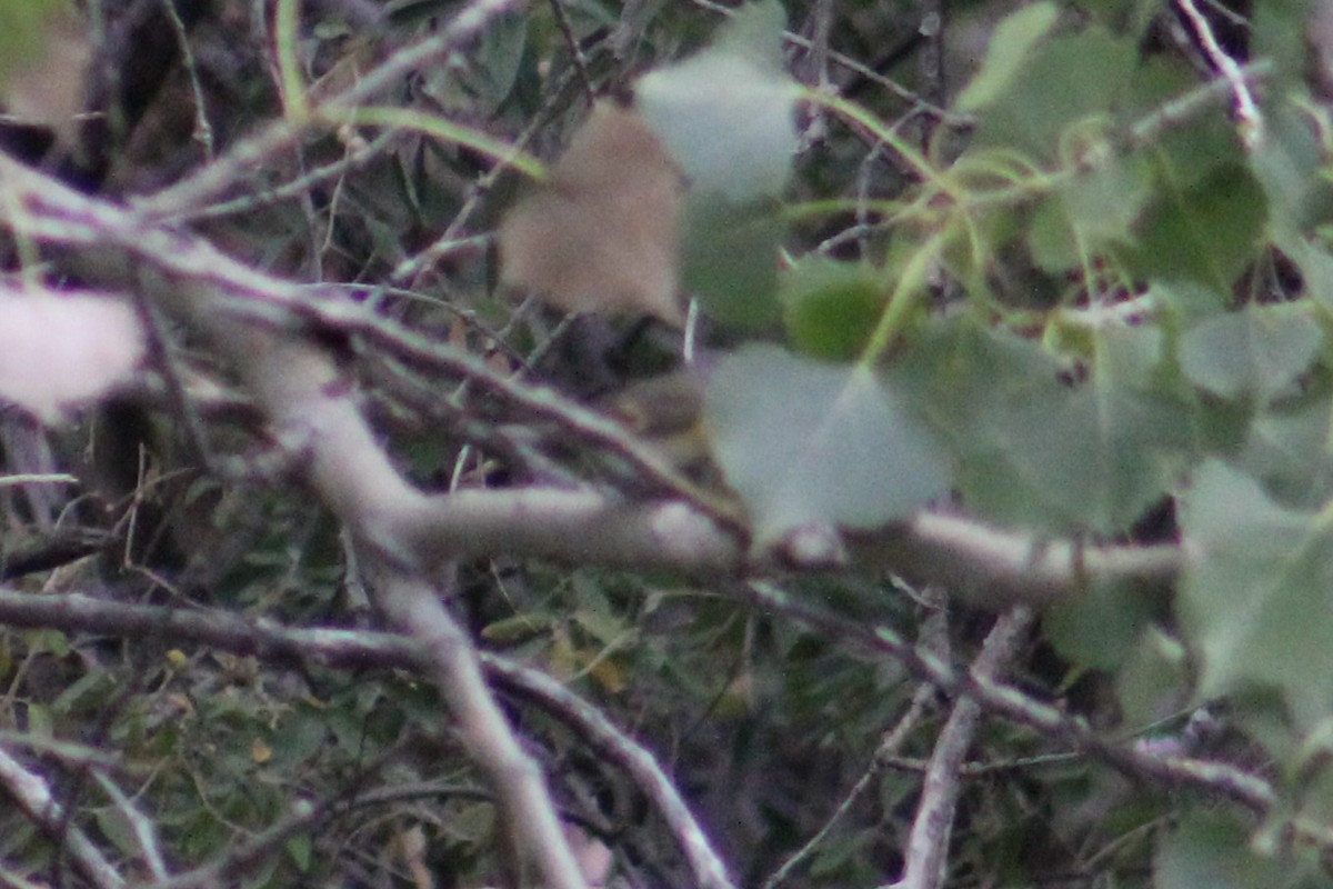 American Redstart - ML623823107