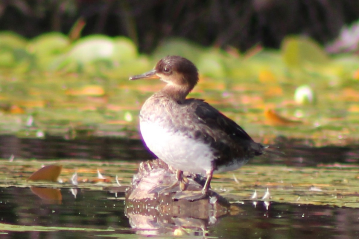 Hooded Merganser - ML623823110