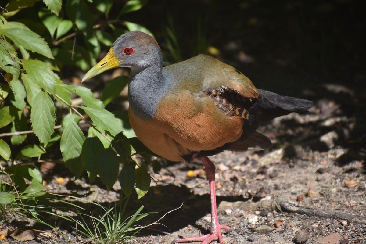 Gray-cowled Wood-Rail - ML623823114