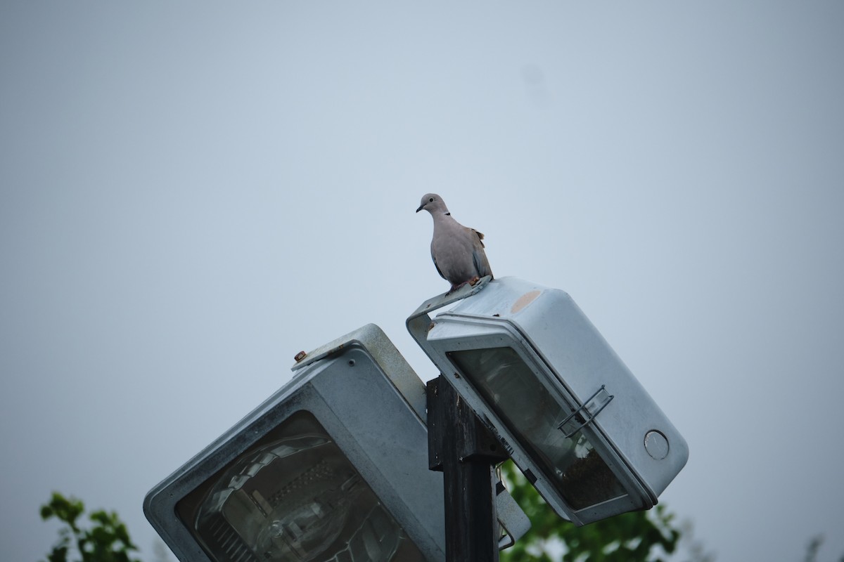 Eurasian Collared-Dove - ML623823126