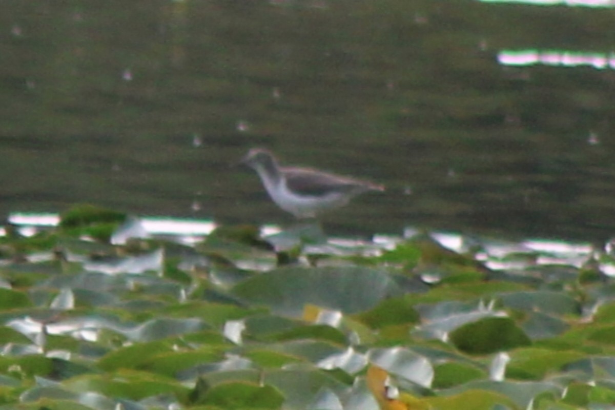 Spotted Sandpiper - ML623823130
