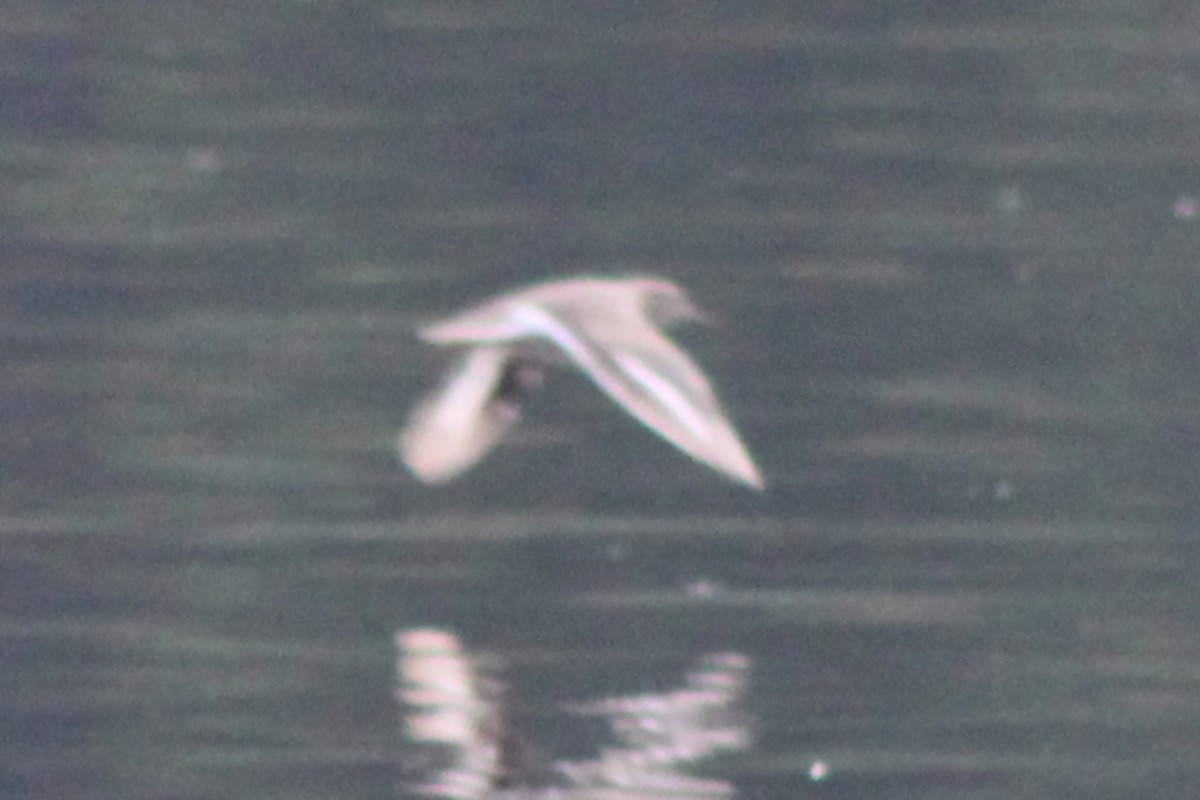 Spotted Sandpiper - ML623823137