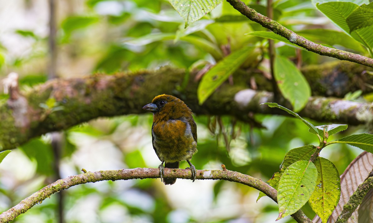 Prong-billed Barbet - ML623823138