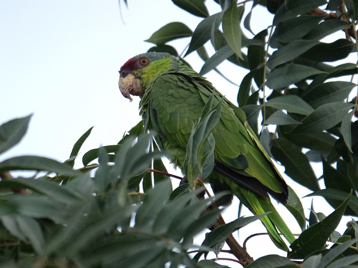 Lilac-crowned Parrot - ML623823139