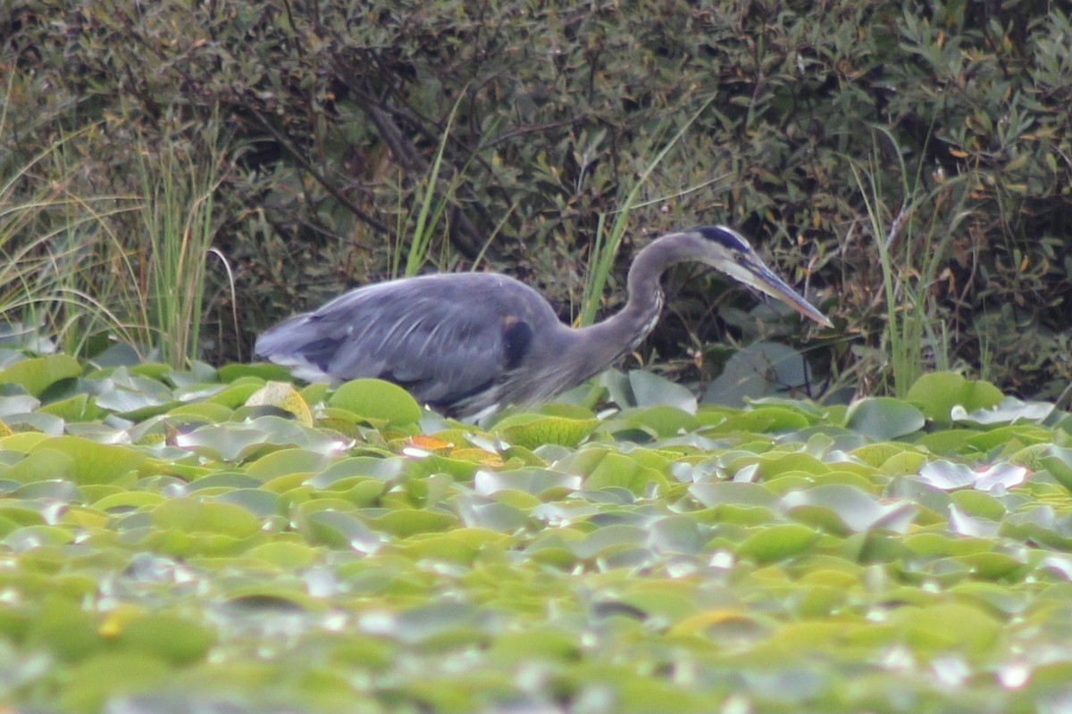 Great Blue Heron - ML623823150