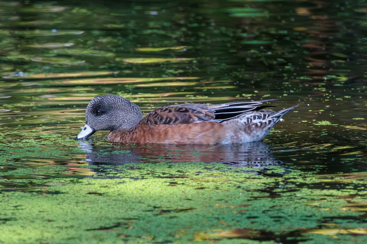 American Wigeon - Pierce Louderback