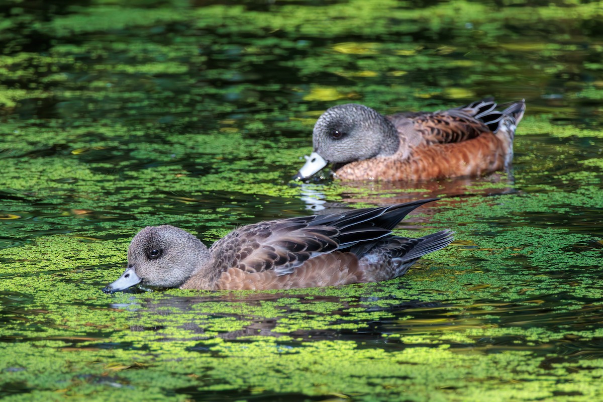 American Wigeon - ML623823159