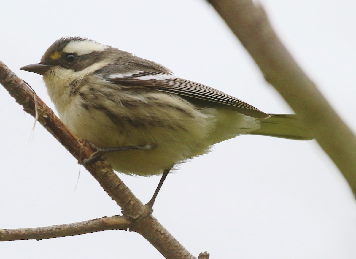 Black-throated Gray Warbler - ML623823175