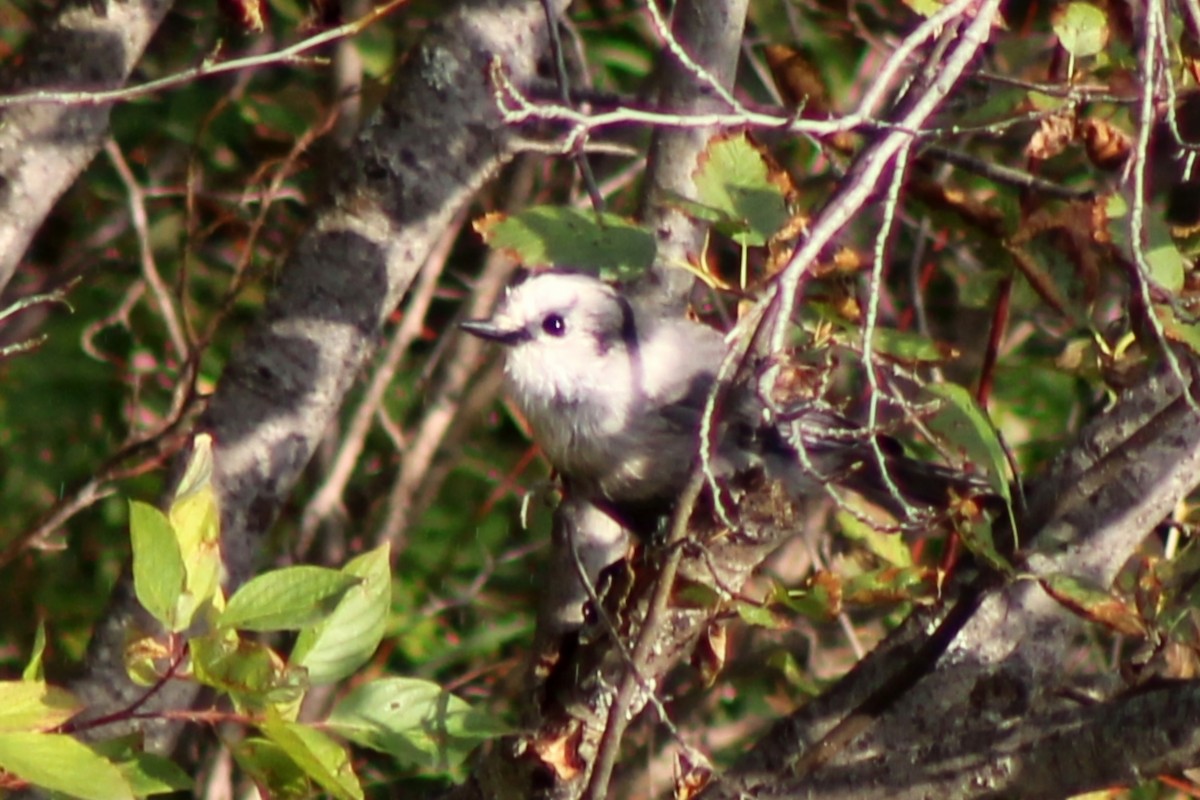 Canada Jay - ML623823186