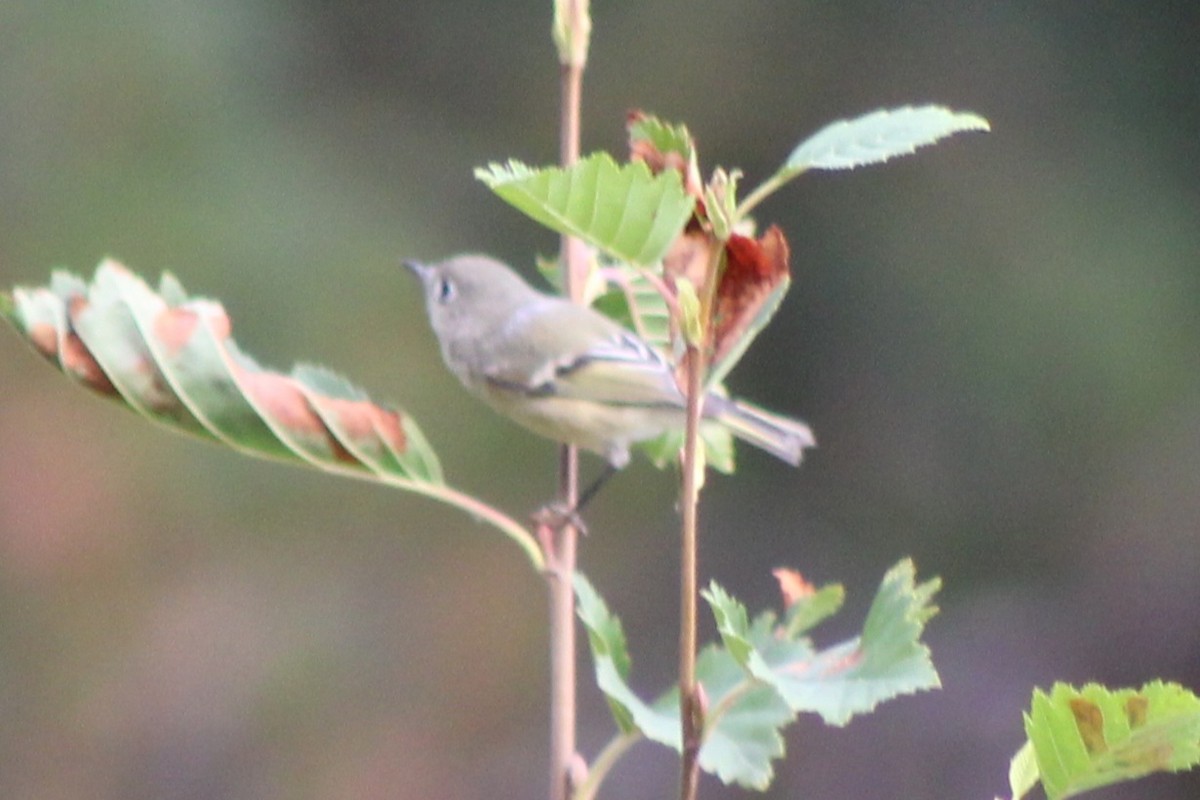 Ruby-crowned Kinglet - ML623823198