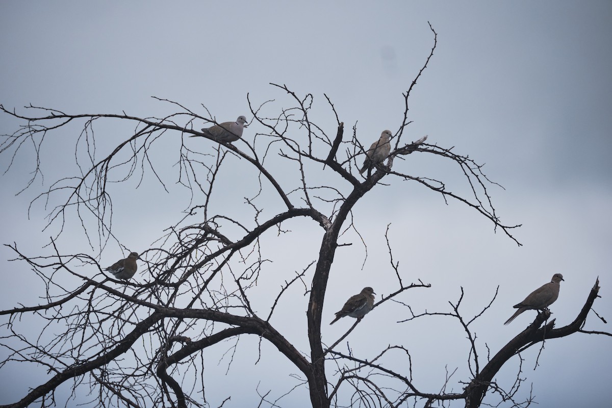 Eurasian Collared-Dove - ML623823202