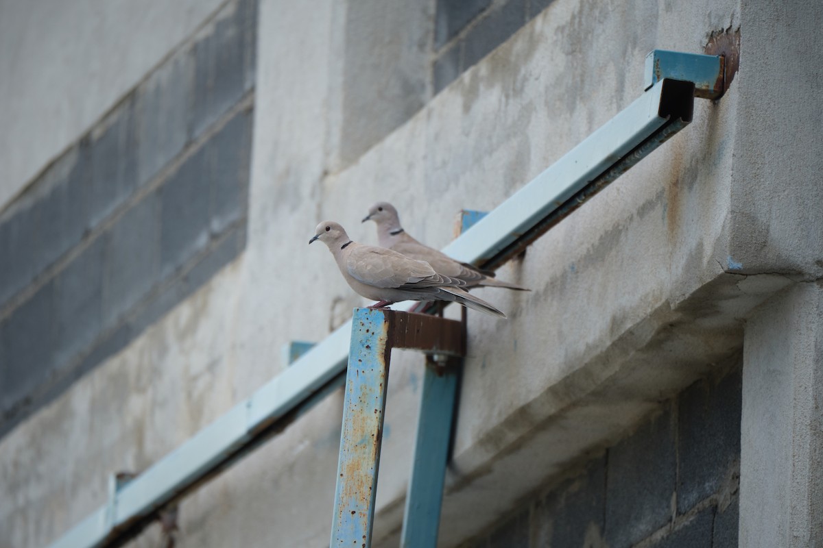 Eurasian Collared-Dove - ML623823203