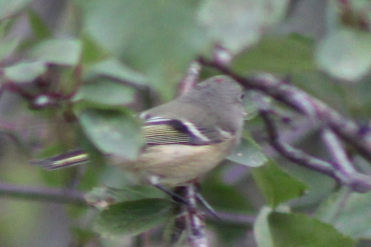 Ruby-crowned Kinglet - ML623823204