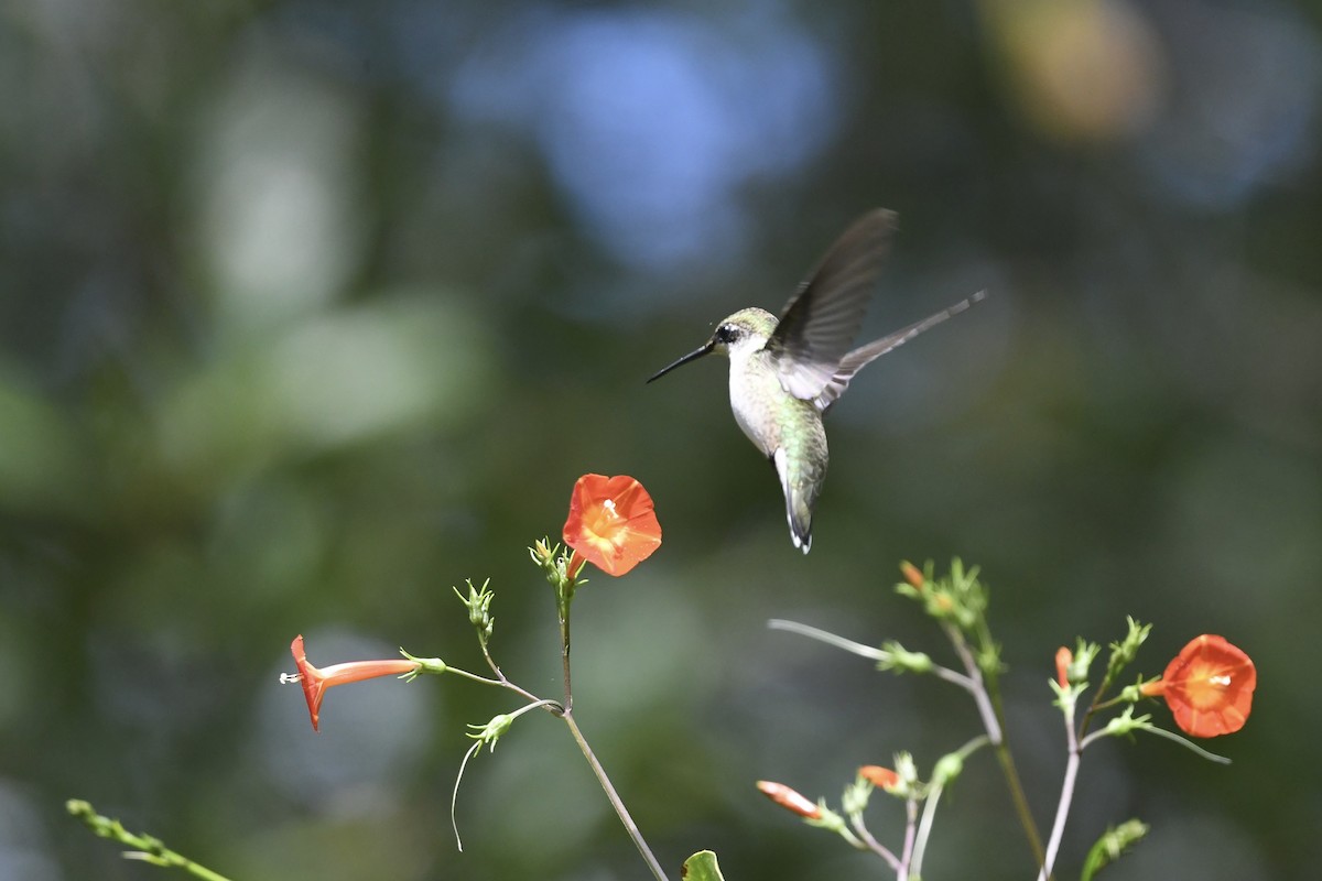 Ruby-throated Hummingbird - ML623823210