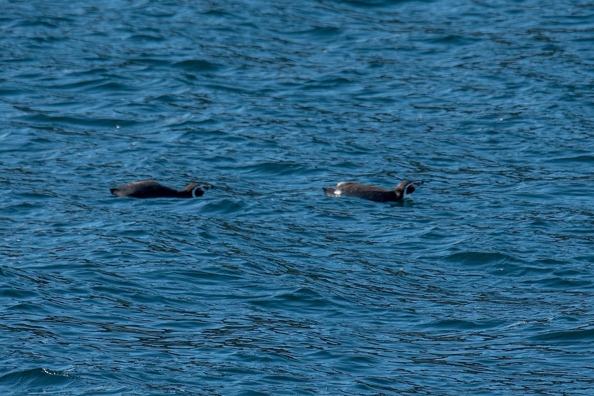 Humboldt Penguin - ML623823214