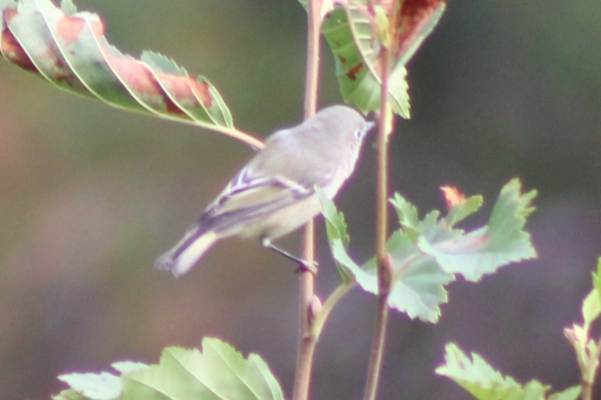 Ruby-crowned Kinglet - ML623823229