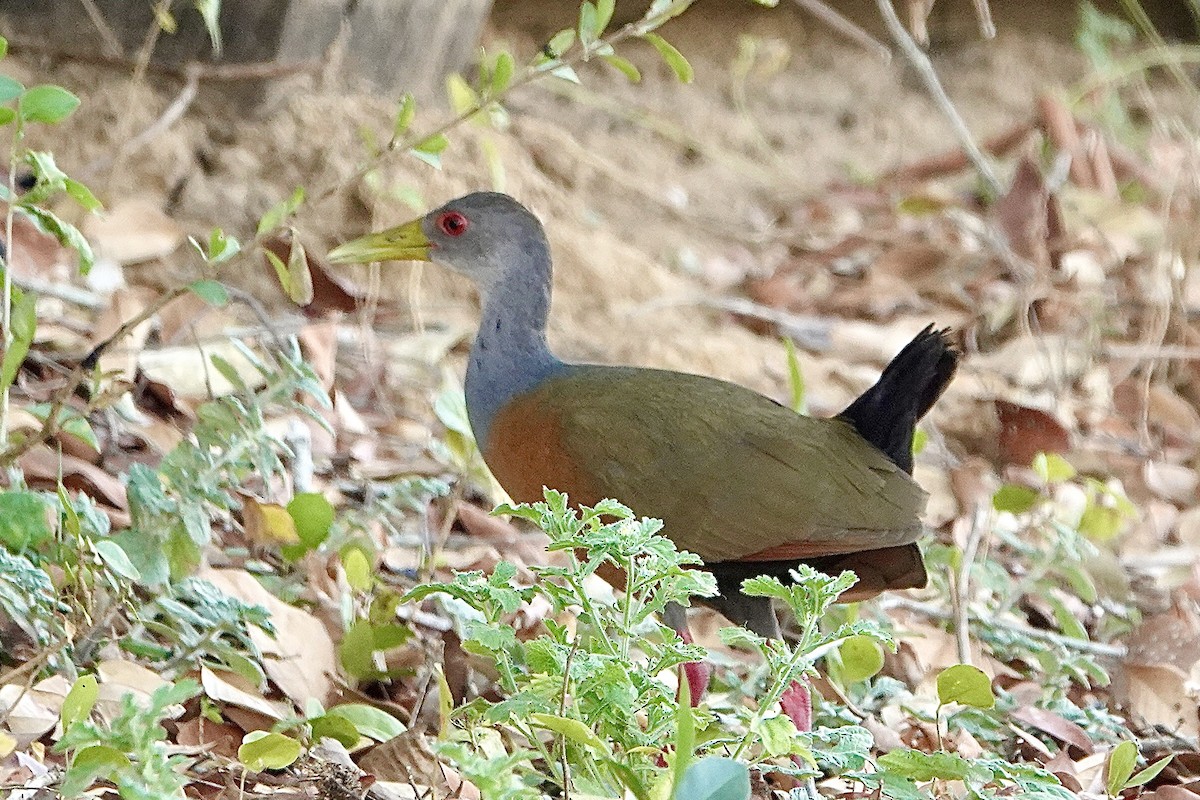 Gray-cowled Wood-Rail (Gray-cowled) - ML623823233