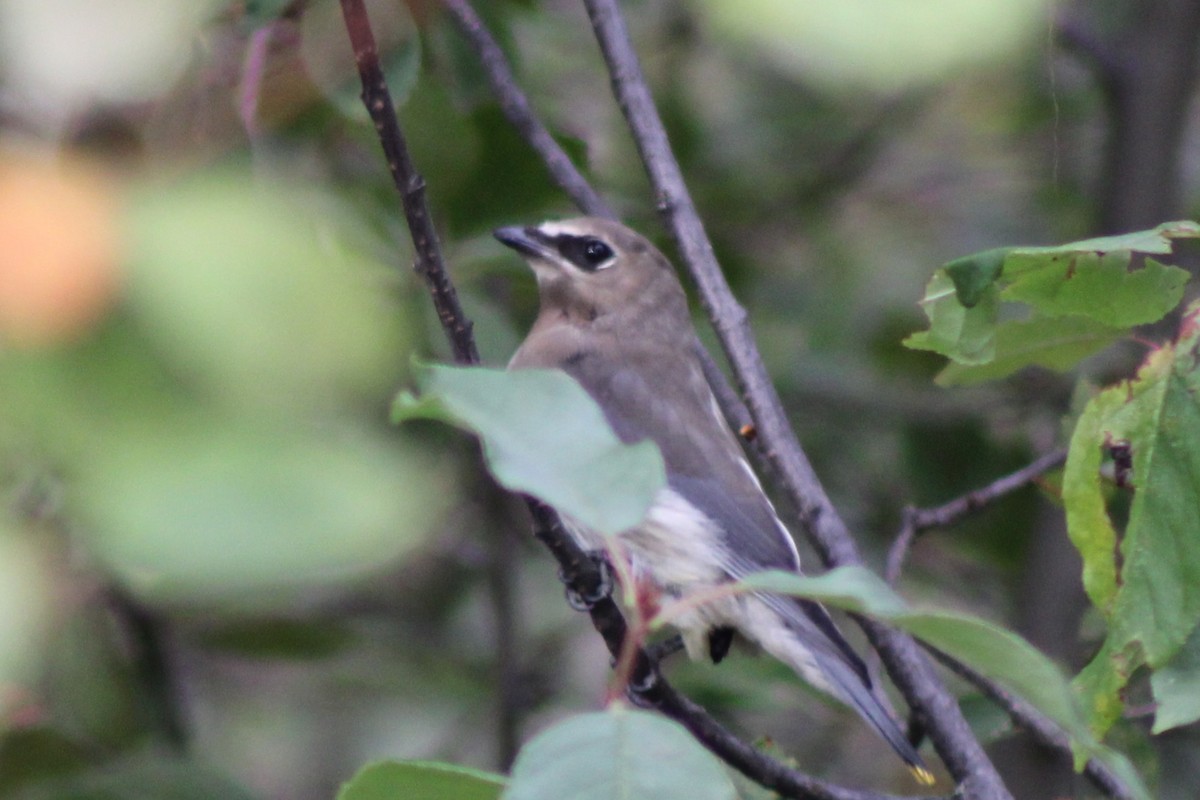 Cedar Waxwing - ML623823234