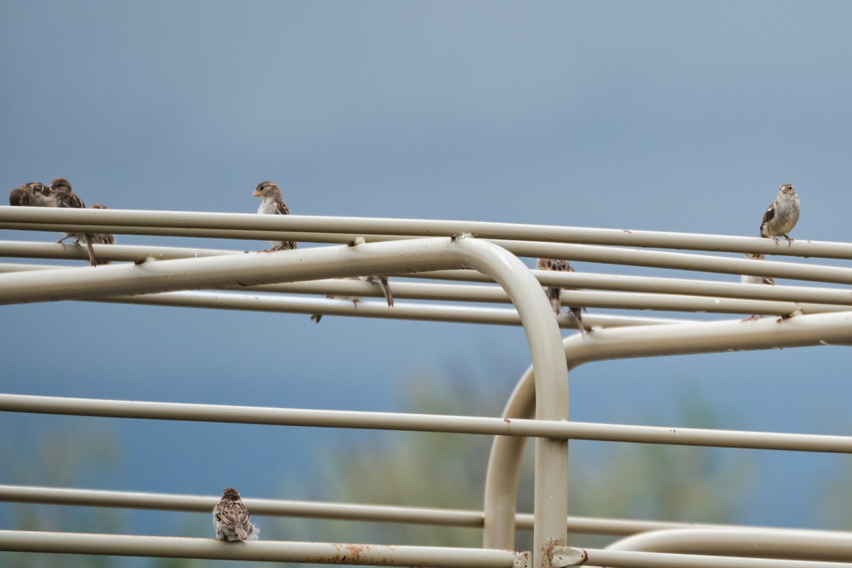 House Sparrow - ML623823236