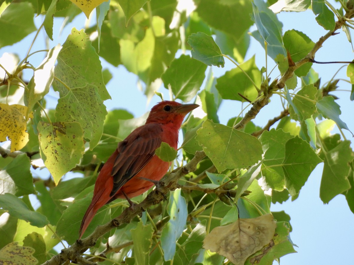 Summer Tanager - ML623823262