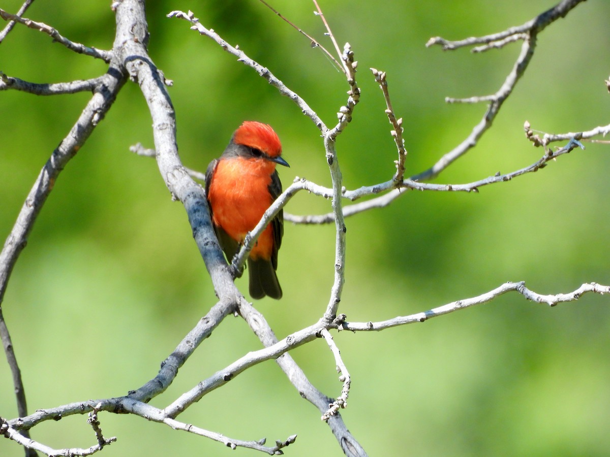 Vermilion Flycatcher - ML623823273