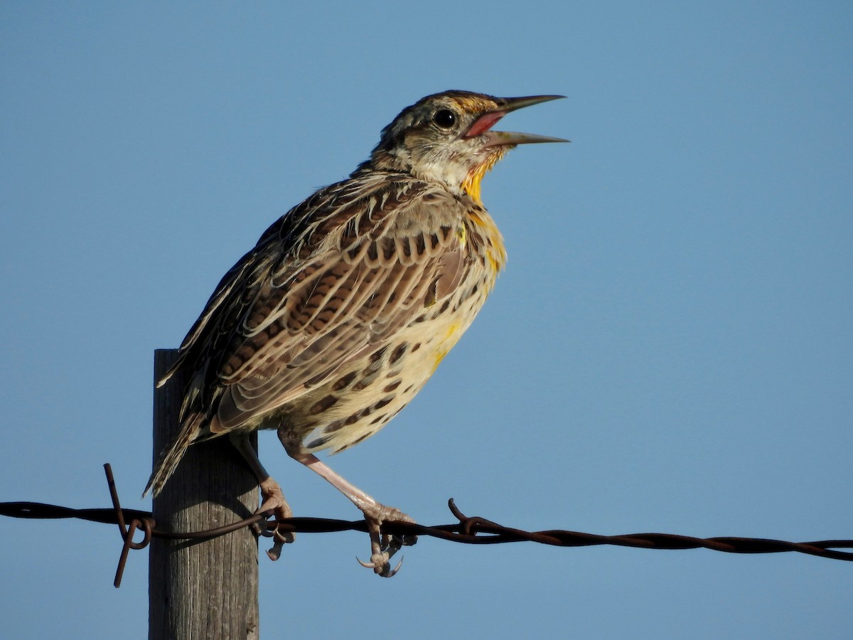 Chihuahuan Meadowlark - ML623823289