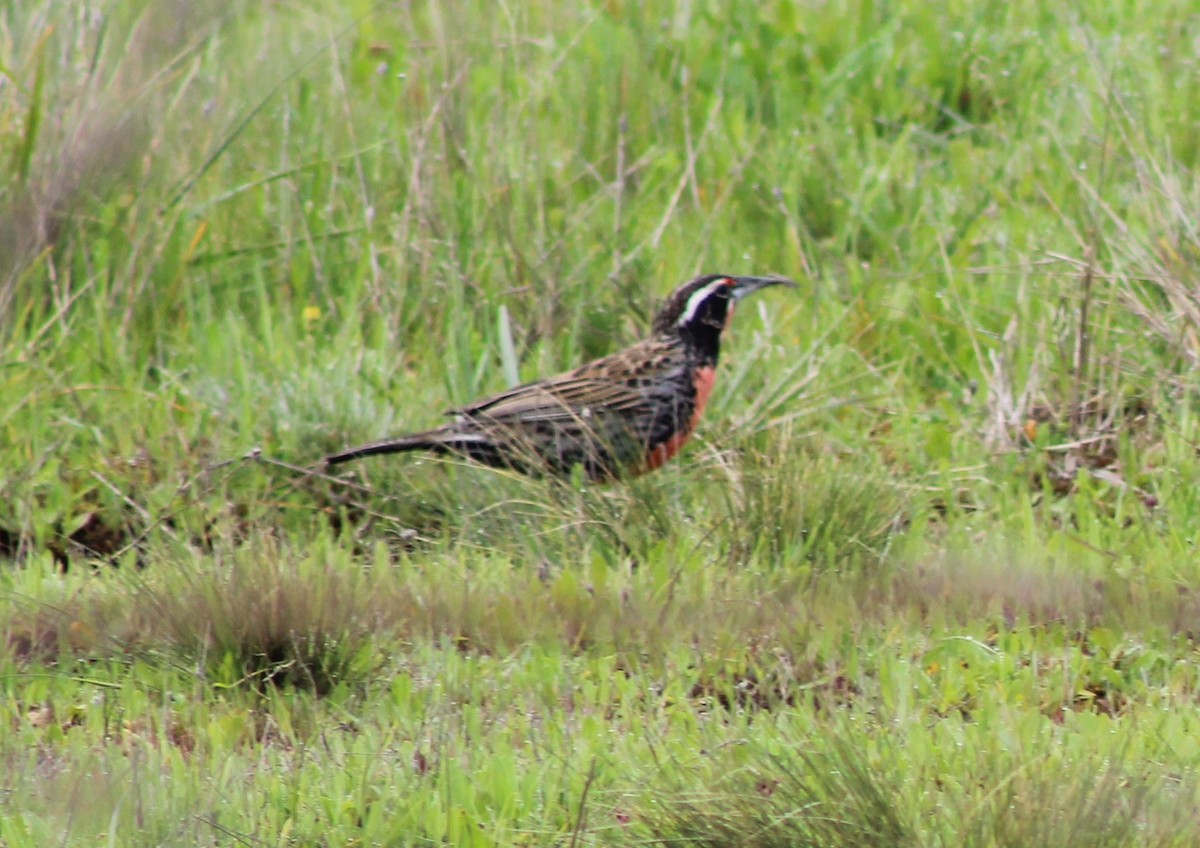 Long-tailed Meadowlark - ML623823292