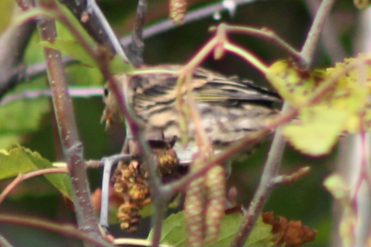 Pine Siskin - ML623823294