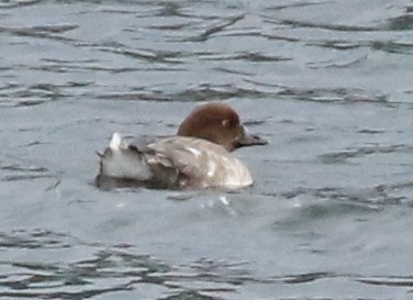 Common Goldeneye - ML623823306