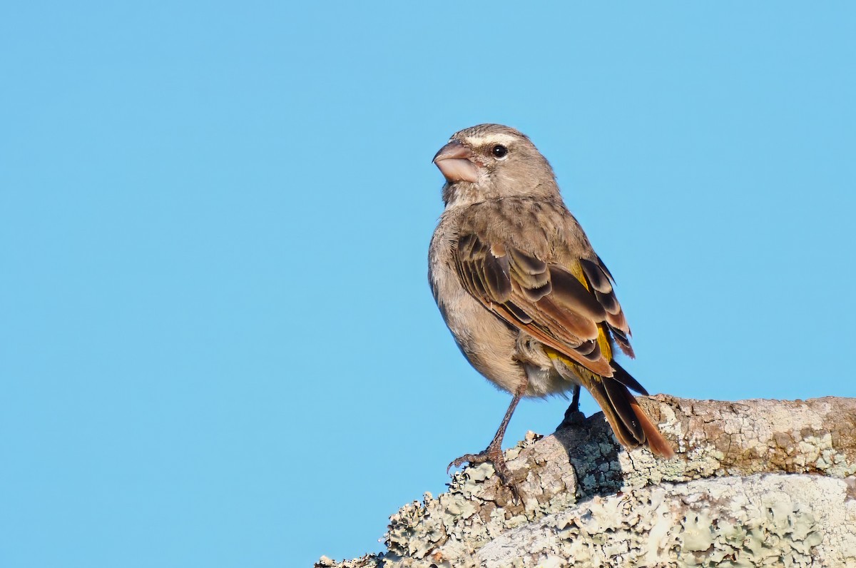 White-throated Canary - ML623823310