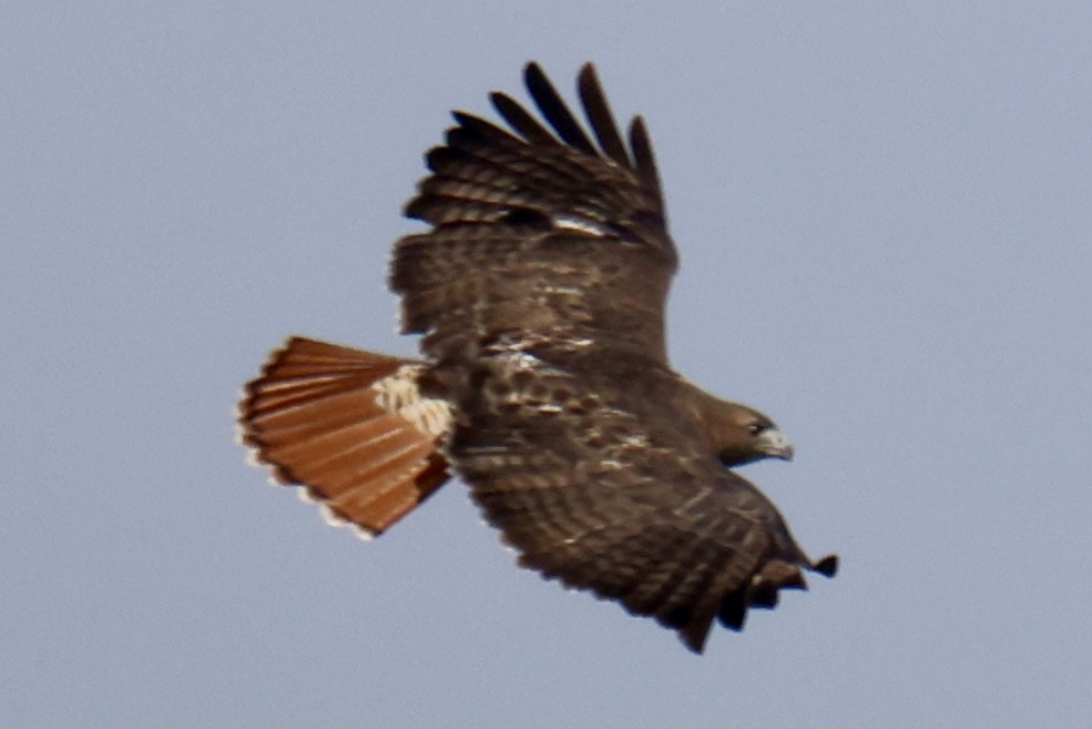 Red-tailed Hawk - ML623823321