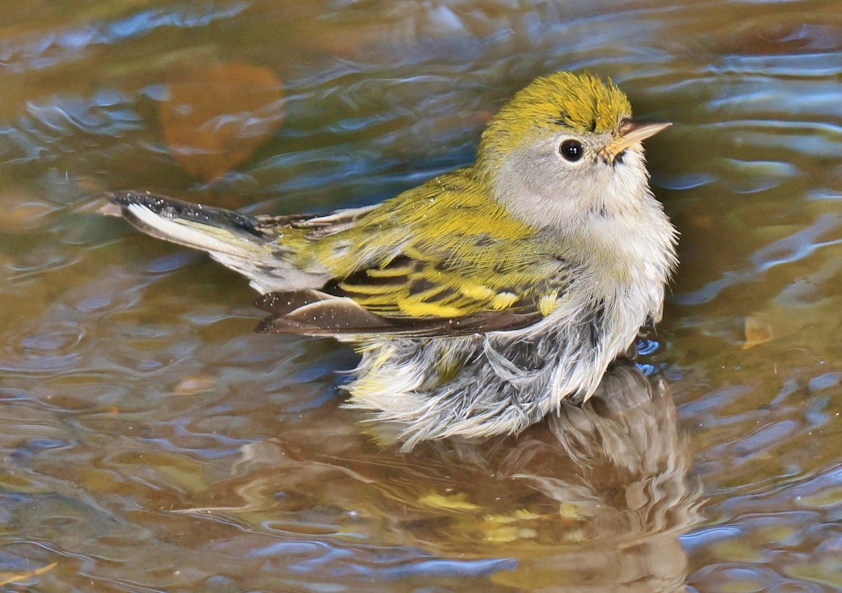 Chestnut-sided Warbler - ML623823335