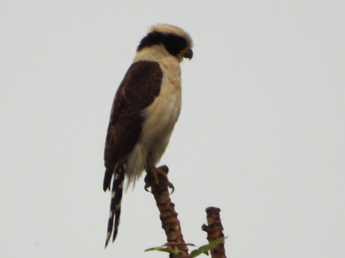 Laughing Falcon - ML623823338