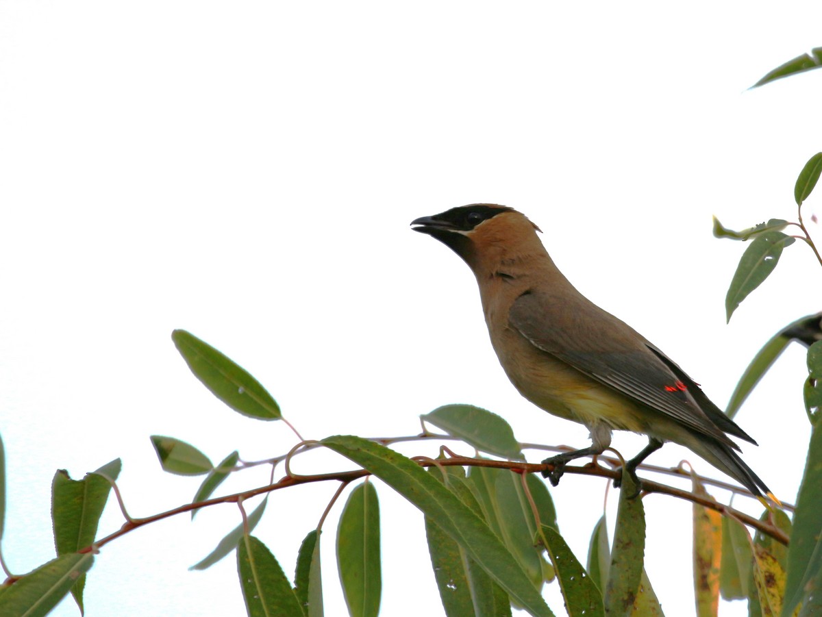 Cedar Waxwing - ML623823341