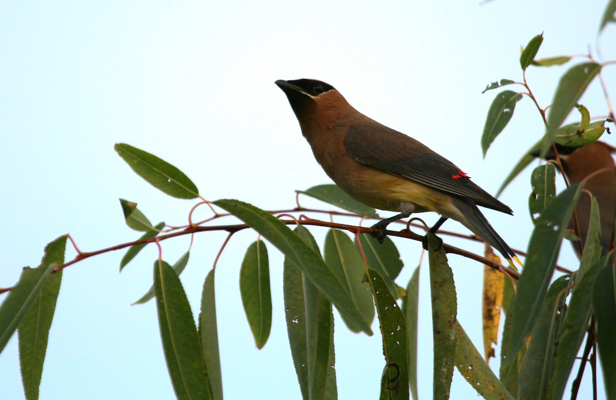 Cedar Waxwing - ML623823342