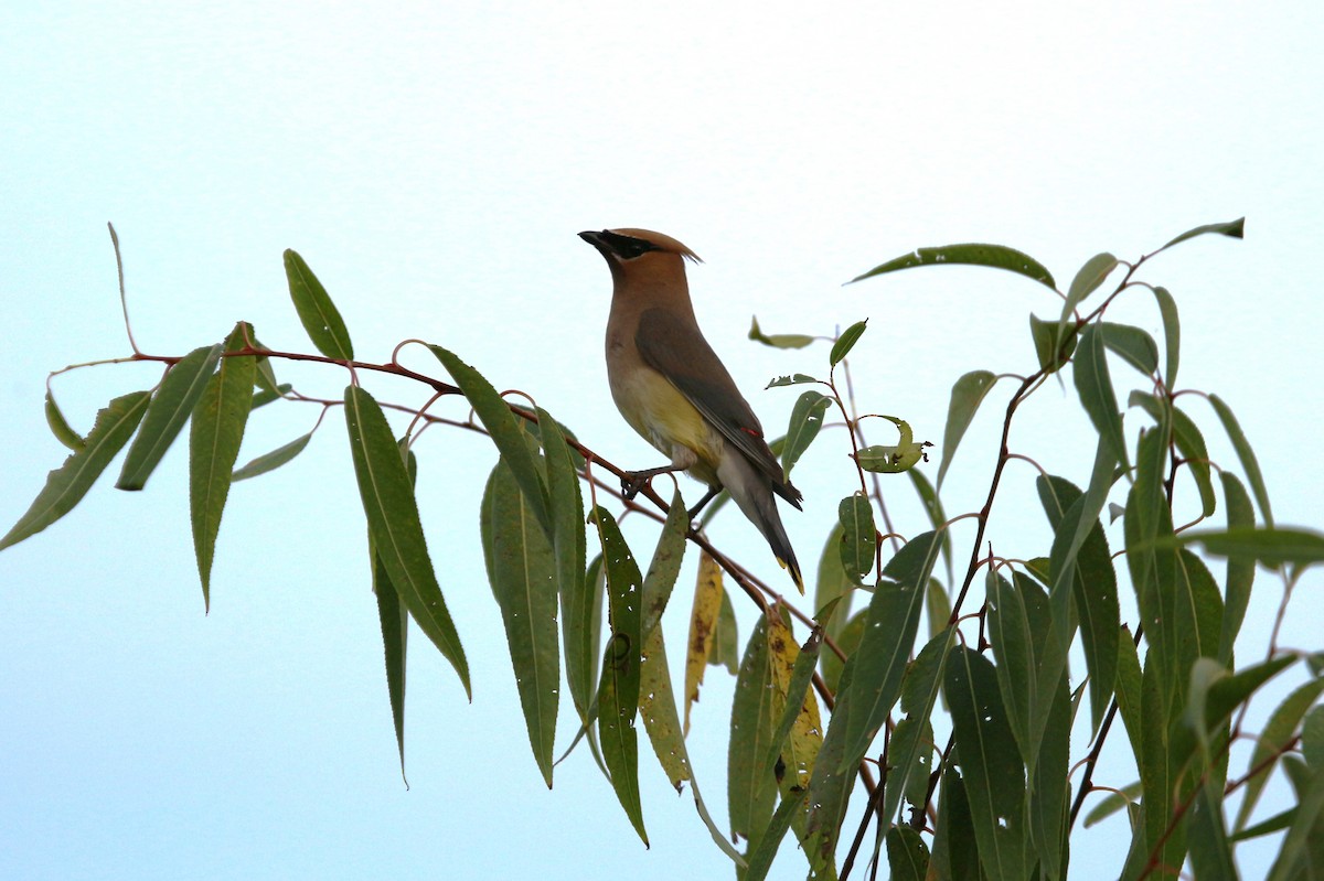 Cedar Waxwing - ML623823343