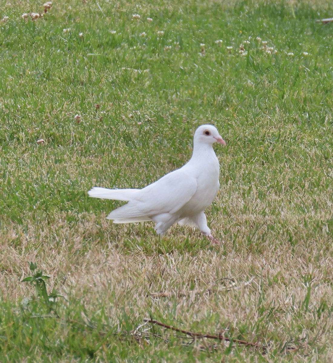 Rock Pigeon (Feral Pigeon) - ML623823344