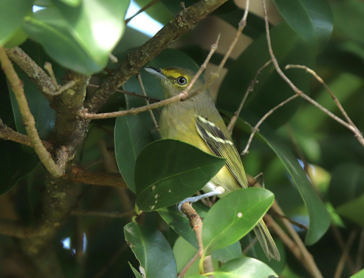 White-eyed Vireo - ML623823367