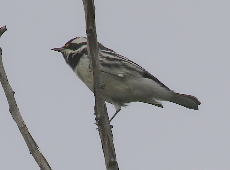 Black-throated Gray Warbler - ML623823369