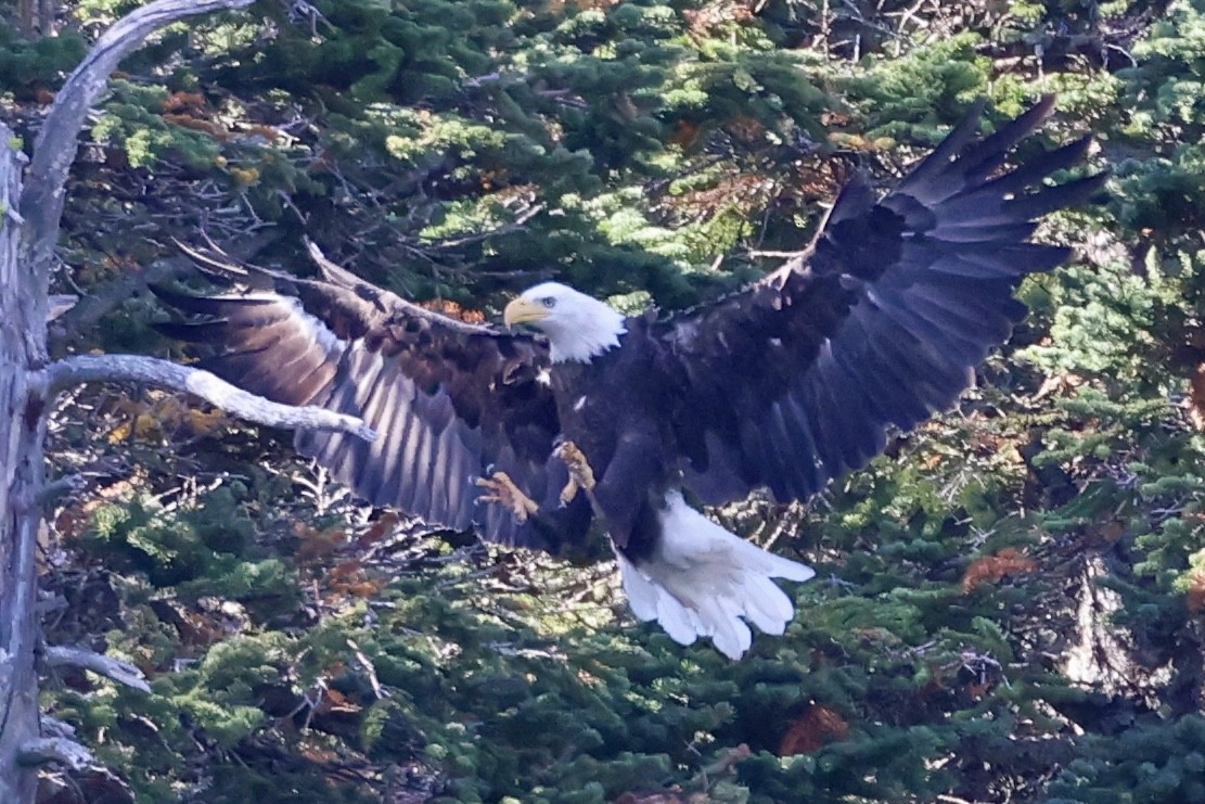 Bald Eagle - ML623823370