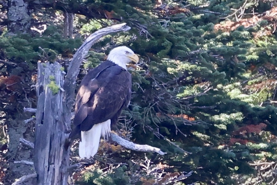 Bald Eagle - ML623823371