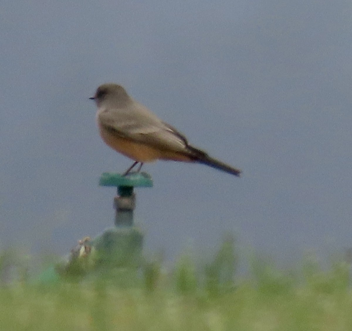 Say's Phoebe - ML623823373