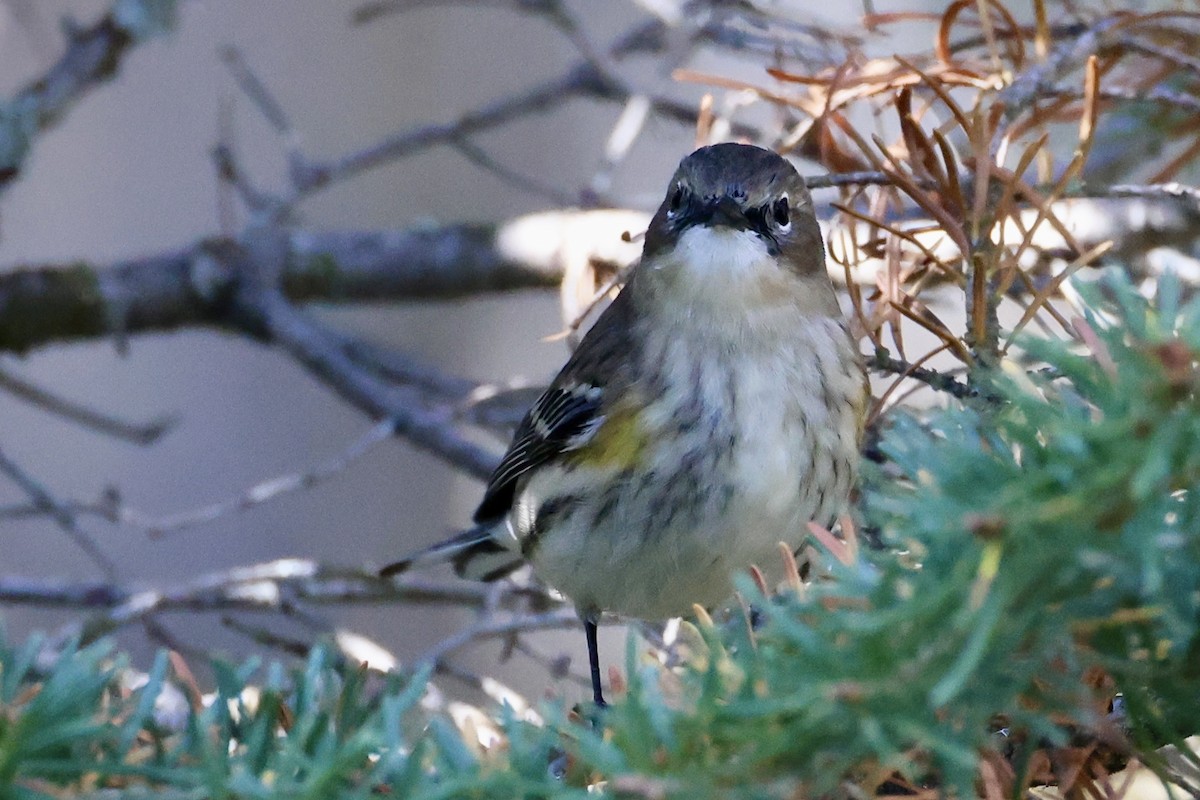 Yellow-rumped Warbler - ML623823381