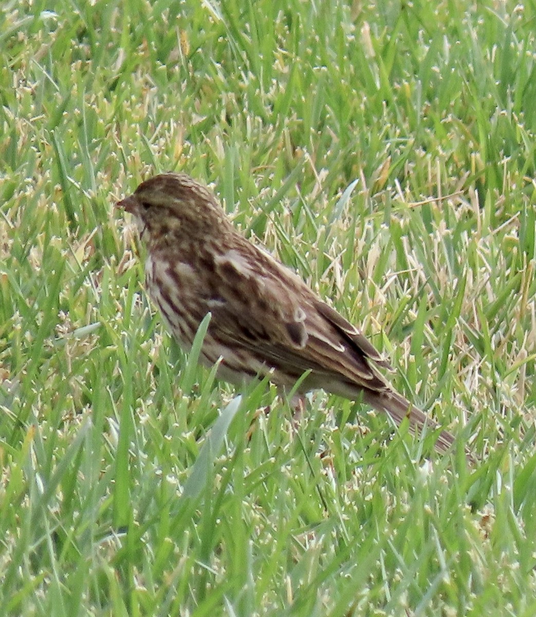 Savannah Sparrow - ML623823411